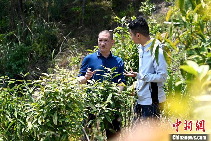 張高漢向參訪者介紹金花茶種植情況。　張金川 攝